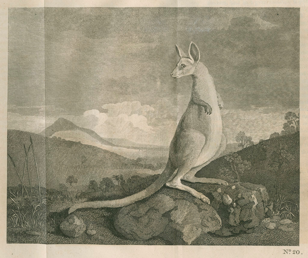 Detail of Sighting of a kangaroo by James Cook by Anonymous