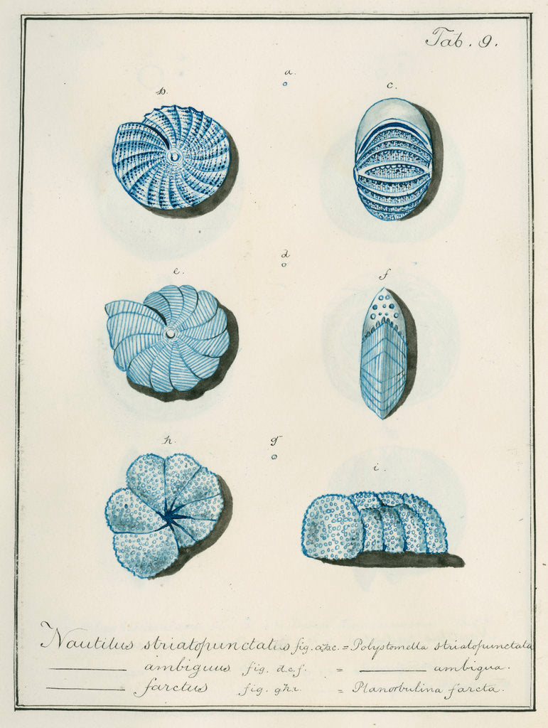 Detail of 'Nautilus striatopunctalis...' [three specimens of foraminifera] by Henry Bowman Brady