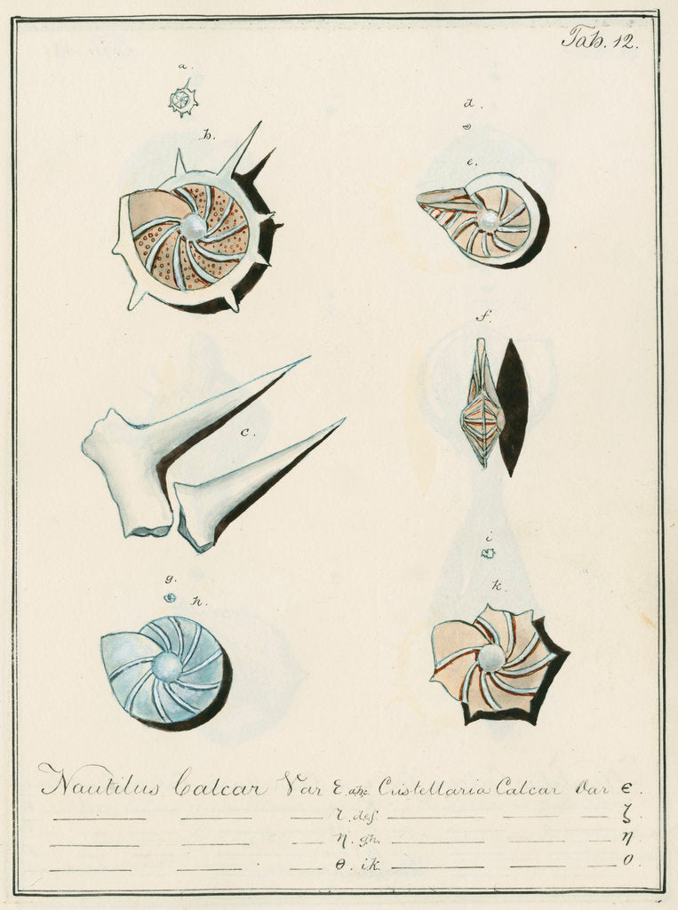 Detail of 'Nautilus calcar...' [four specimens of foraminifera by Henry Bowman Brady