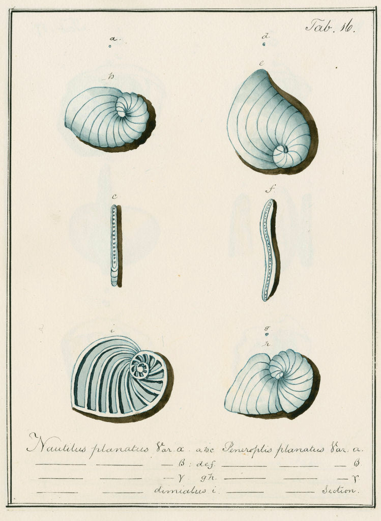 Detail of 'Nautilus planatus...' [four specimens of foraminifera] by Henry Bowman Brady