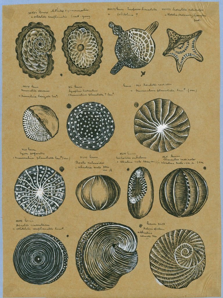 Detail of Twelve specimens of foraminifera by Henry Bowman Brady