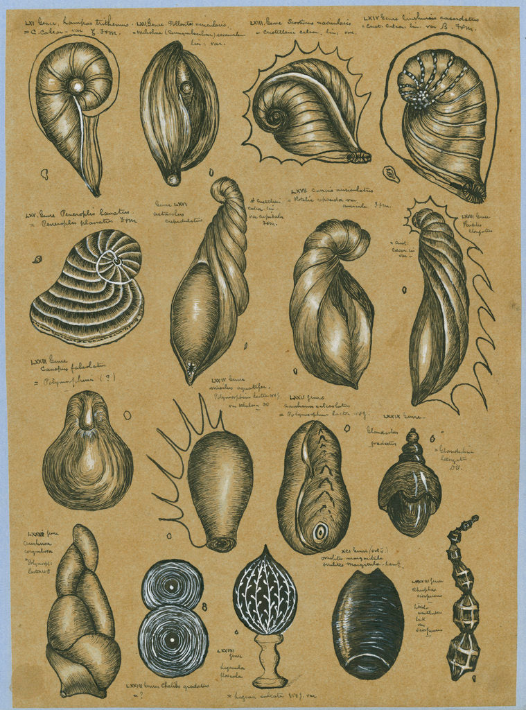 Detail of Seventeen specimens of foraminifera by Henry Bowman Brady