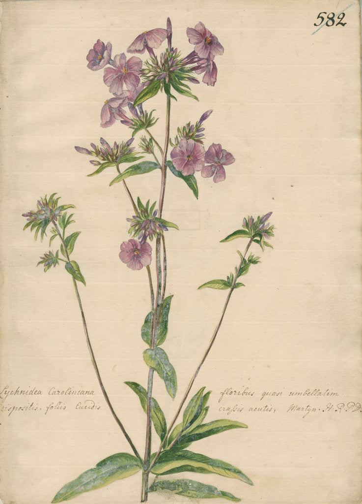 Detail of 'Lychnidea Caroliniana floribus...' by Jacob van Huysum