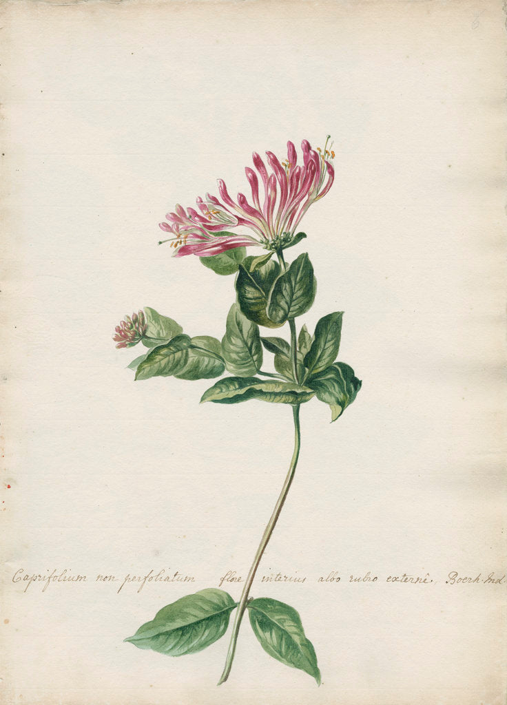 Detail of 'Caprifolium non perfoliatum...' by Jacob van Huysum