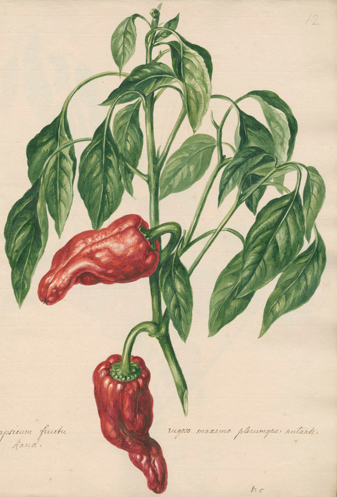 Detail of 'Capsicum fructu rugoso...' by Jacob van Huysum