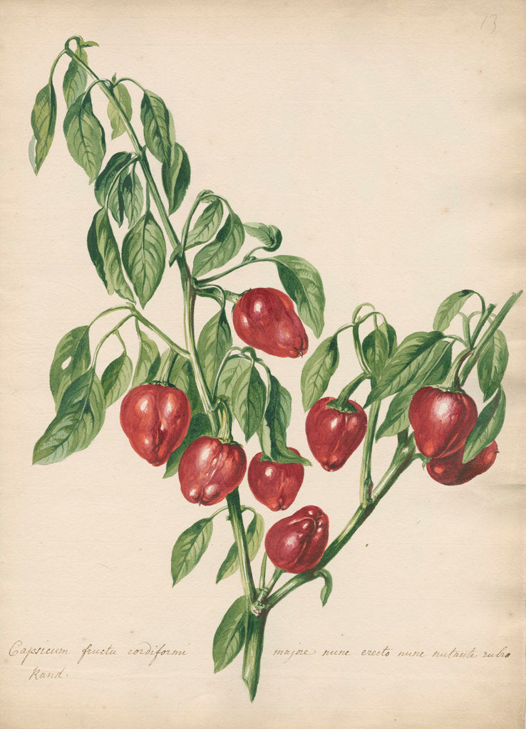 Detail of 'Capsicum fructu cordiformi...' by Jacob van Huysum