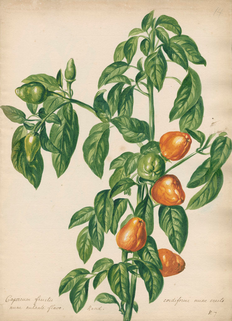 Detail of 'Capsicum fructu cordiformi...' by Jacob van Huysum