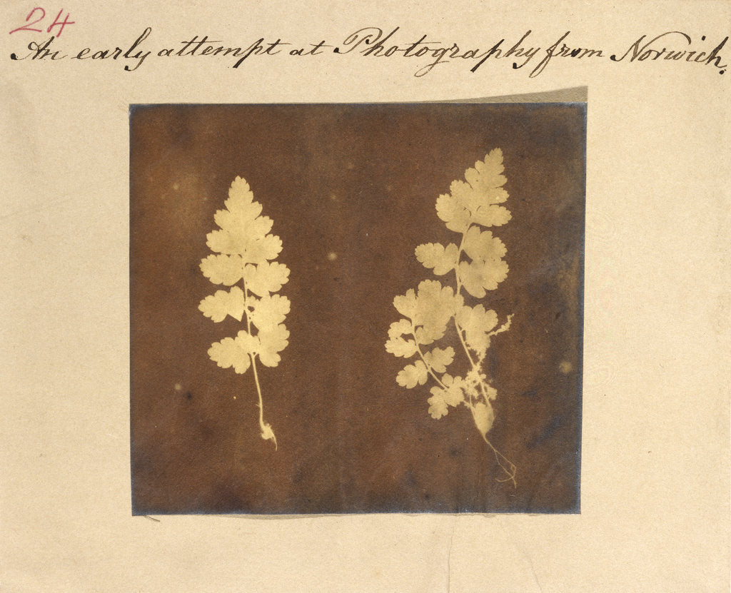 Detail of Two specimens of fern leaf by Caleb Burrell Rose