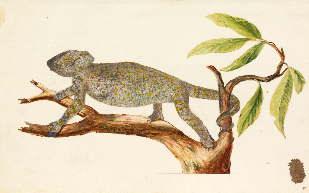 Detail of Egyptian chameleon by Richard Waller