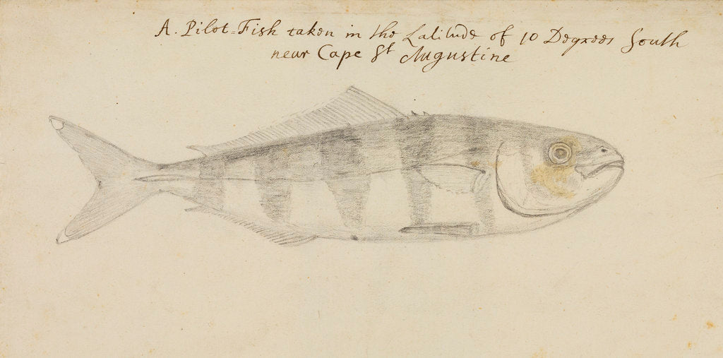 Detail of Pilot fish by Edmond Halley