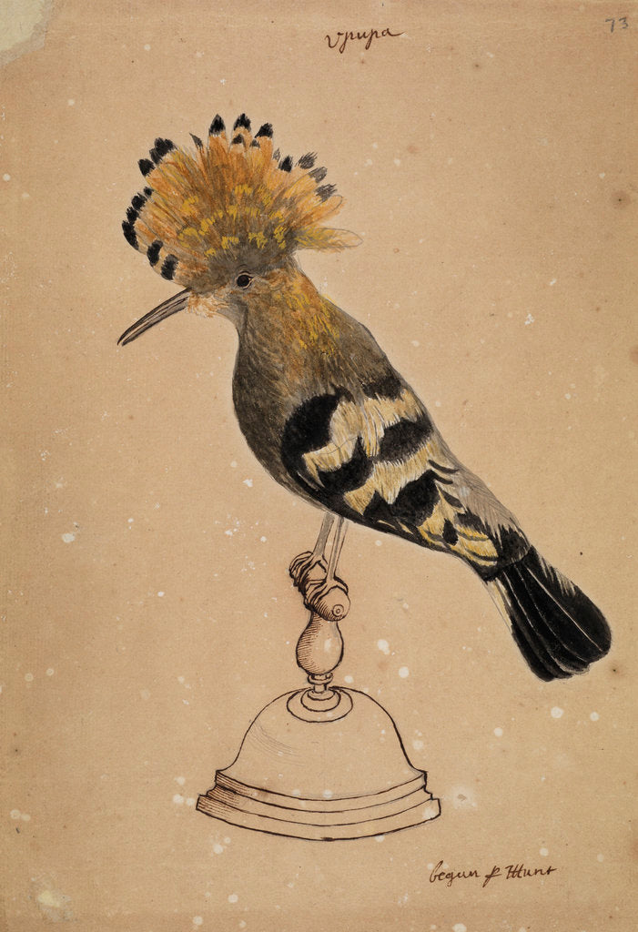 Detail of Hoopoe bird by Henry Hunt