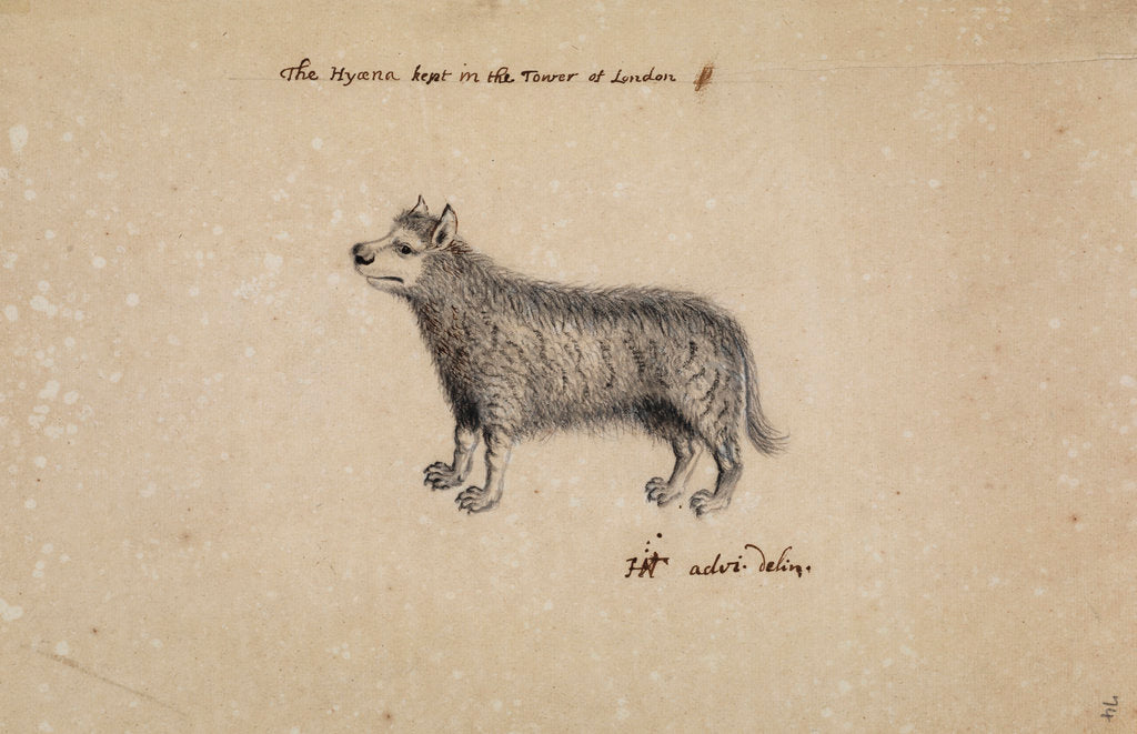 Detail of Hyena kept at the Tower of London by Henry Hunt