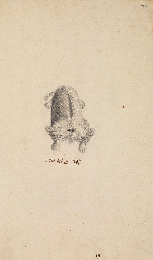 Detail of 'Monstrous cat' by Henry Hunt