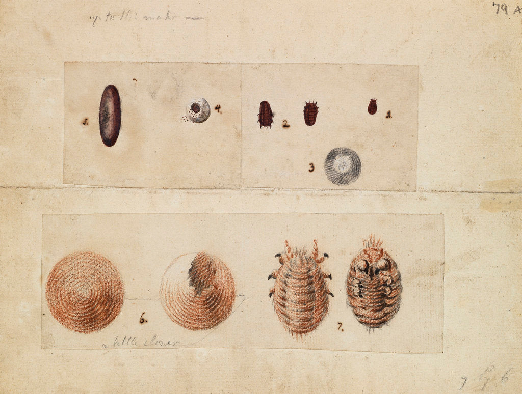 Detail of Polish cochineal insects by James Mynde