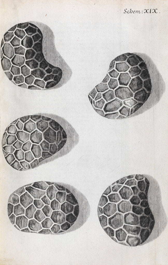 Detail of Microscopic views of poppy seeds by Robert Hooke