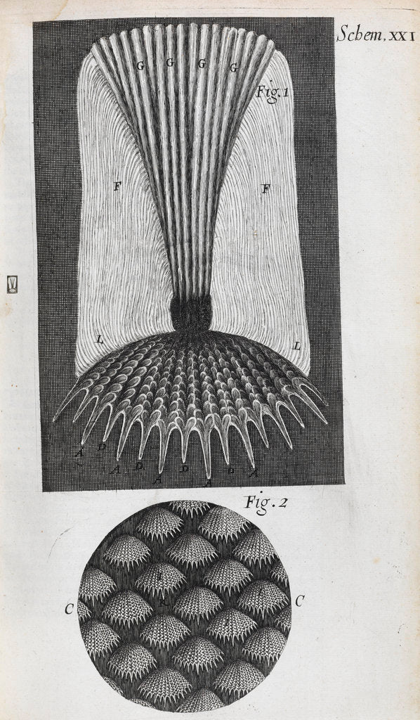 Detail of Microscopic views of fish scales by Robert Hooke