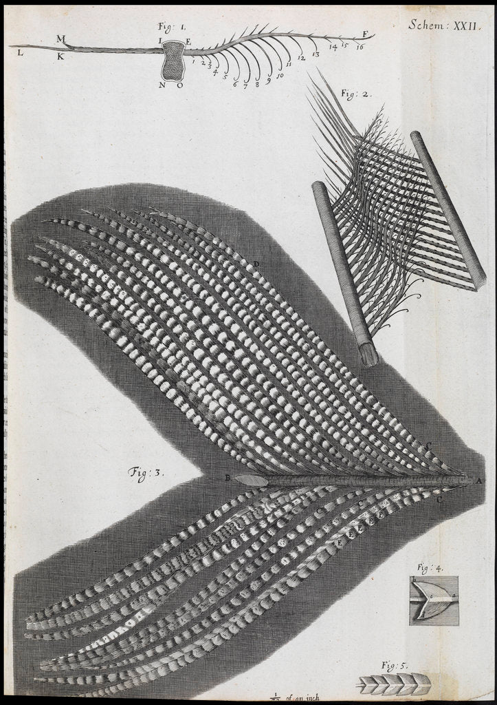 Detail of Microscopic views of feathers by Robert Hooke