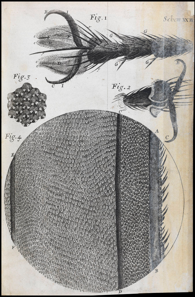 Detail of Microscopic views of a fly by Robert Hooke