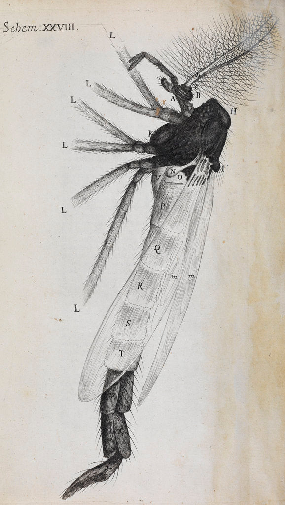 Detail of Microscopic views of a gnat by Robert Hooke