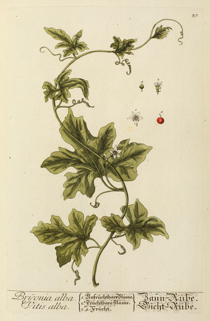 Detail of 'Bryonia alba' by Elizabeth Blackwell