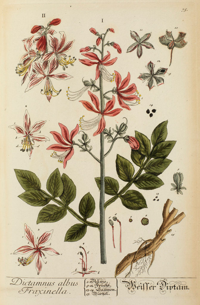 Detail of 'Dictamnus albus' by Elizabeth Blackwell