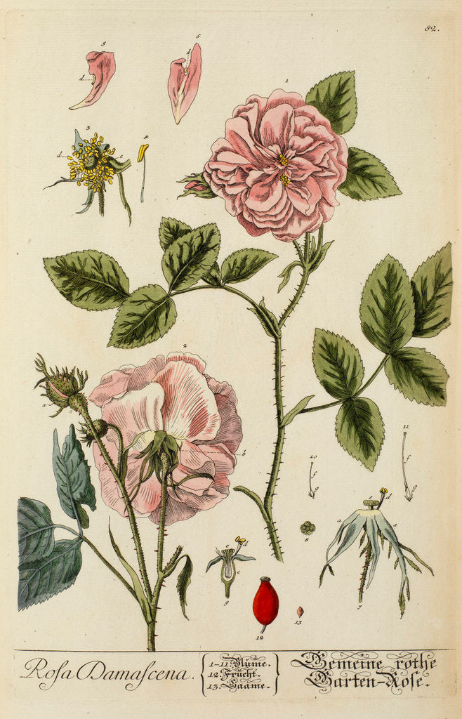 Detail of 'Rosa damascena' by Elizabeth Blackwell