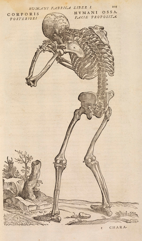 Detail of 'Corporis humani ossa, posteriori facie proposita' by Studio of Titian