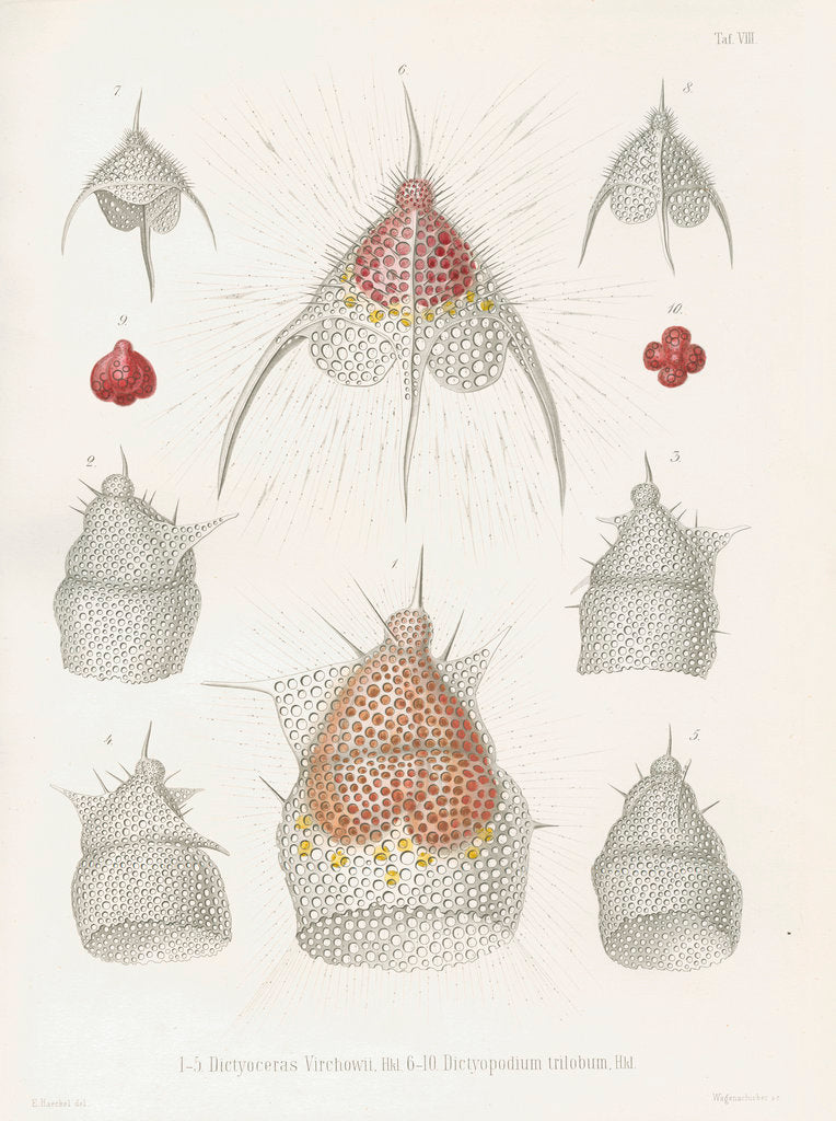 Detail of 'Dictyoceras virchowii' and 'Dictyopodium trilobum' by W Wagenschieber