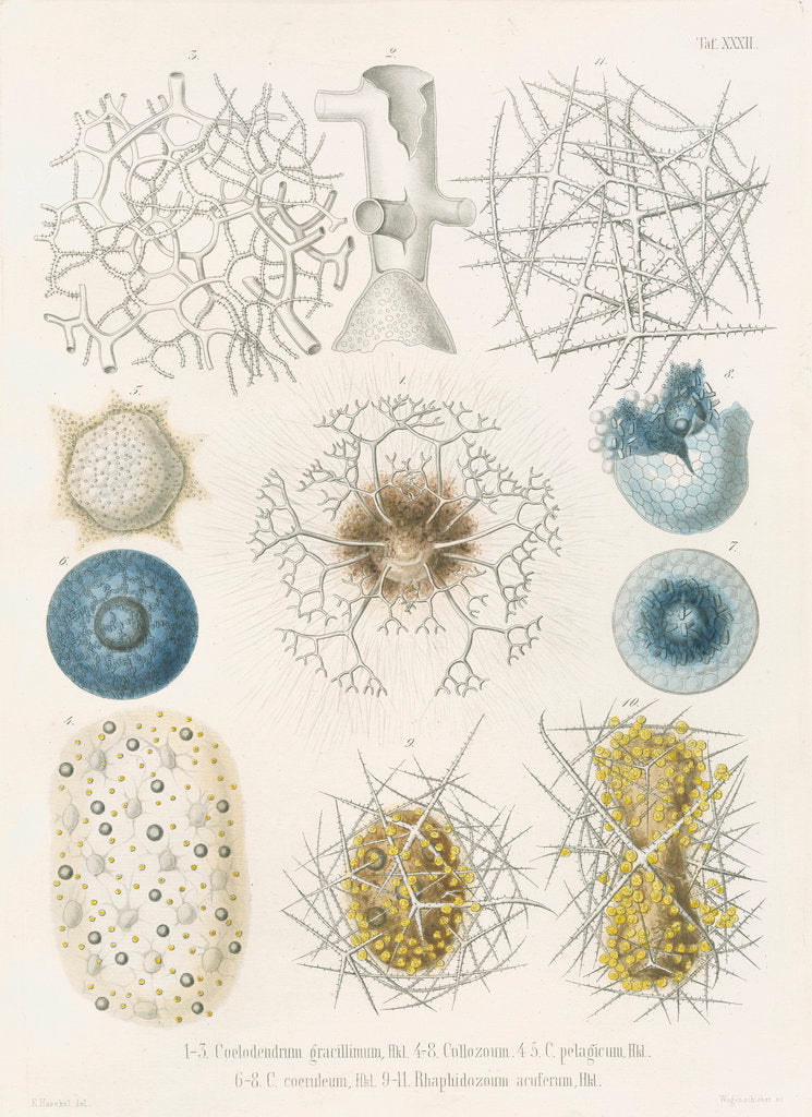 Detail of Various classes of radiolarian by W Wagenschieber