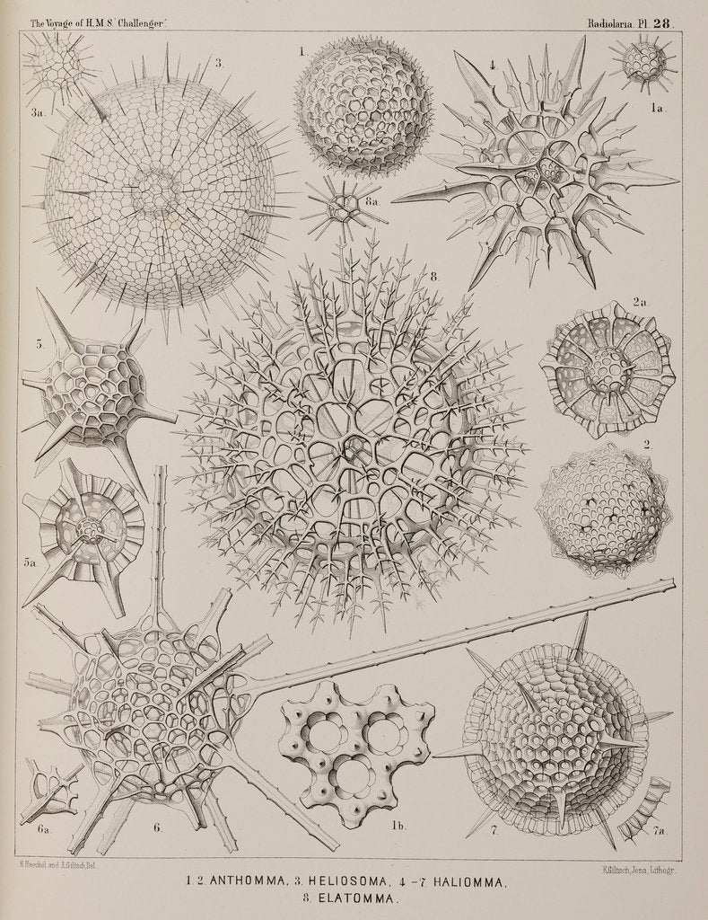 Detail of Various classes of radiolarian by E Giltsch
