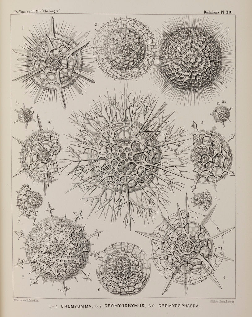 Detail of Various classes of radiolarian by E Giltsch