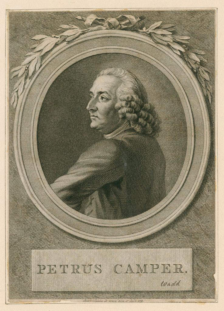 Detail of Portrait of Pieter Camper (1722-1789) by Reinier Vinkeles