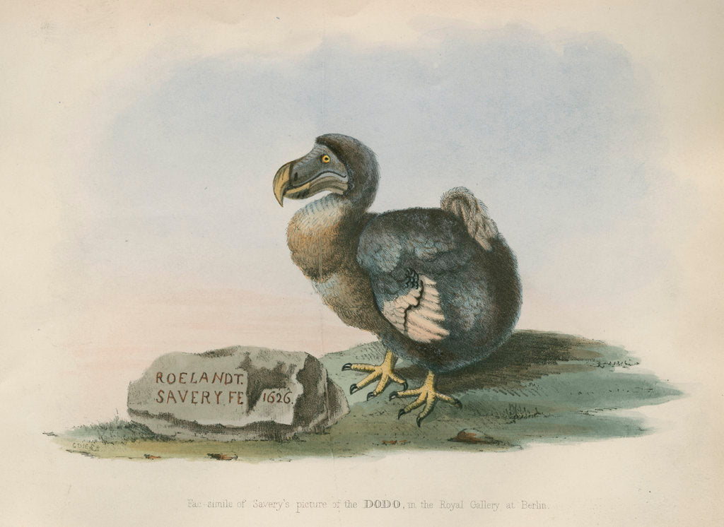 Detail of The Dodo by Anonymous