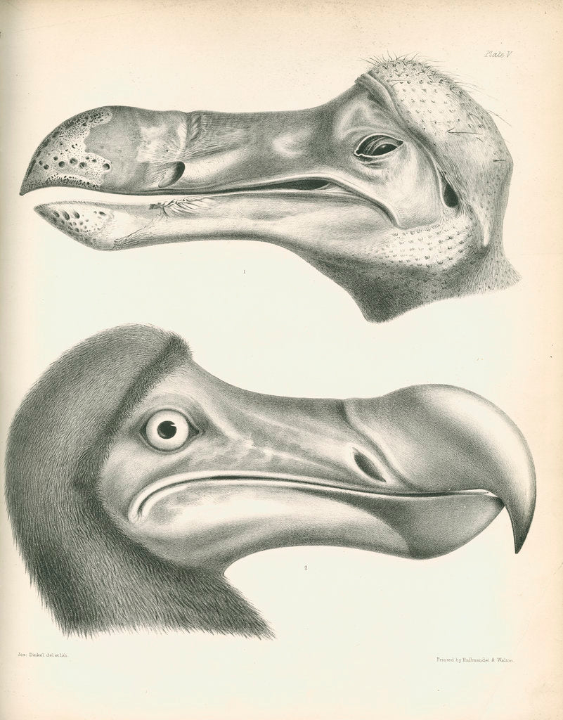 Detail of Two studies of a Dodo head by Joseph Dinkel