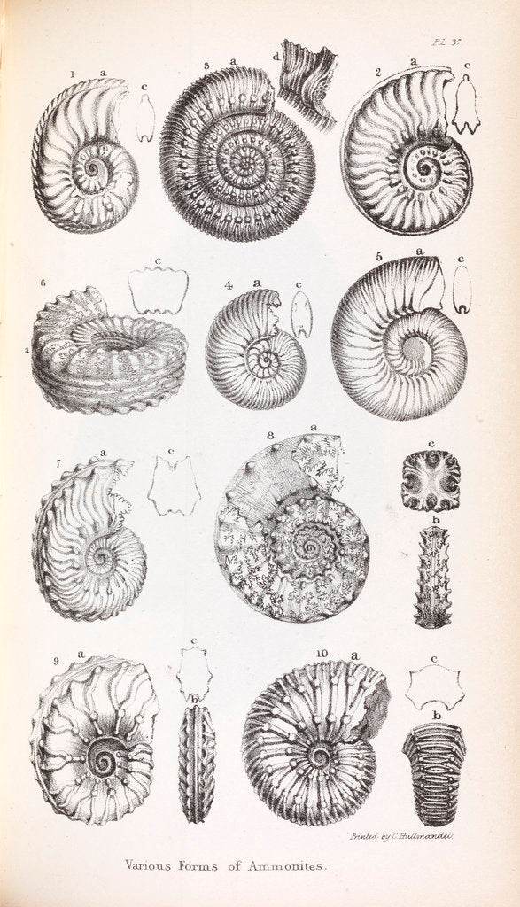 Detail of Various forms of ammonites by Edward Lear