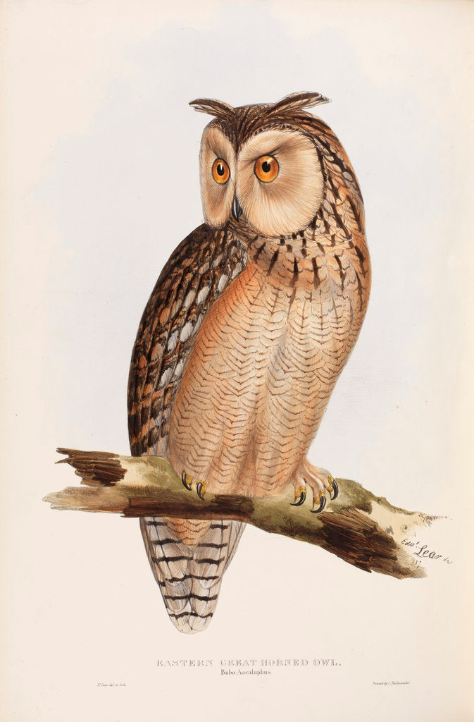 Detail of Eastern Great Horned Owl by Edward Lear