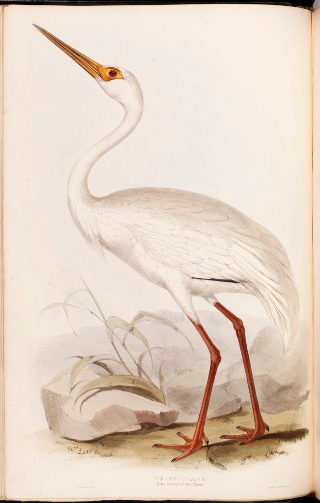 Detail of White Crane by Edward Lear
