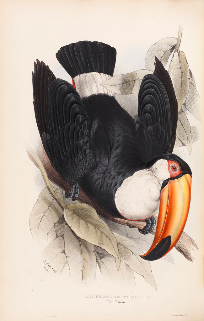 Detail of Toco Toucan by Edward Lear