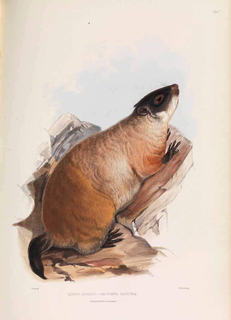 Detail of Quebec Marmot by I W Moore