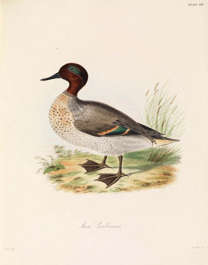 Detail of Green-winged Teal by John Christian Zeitter
