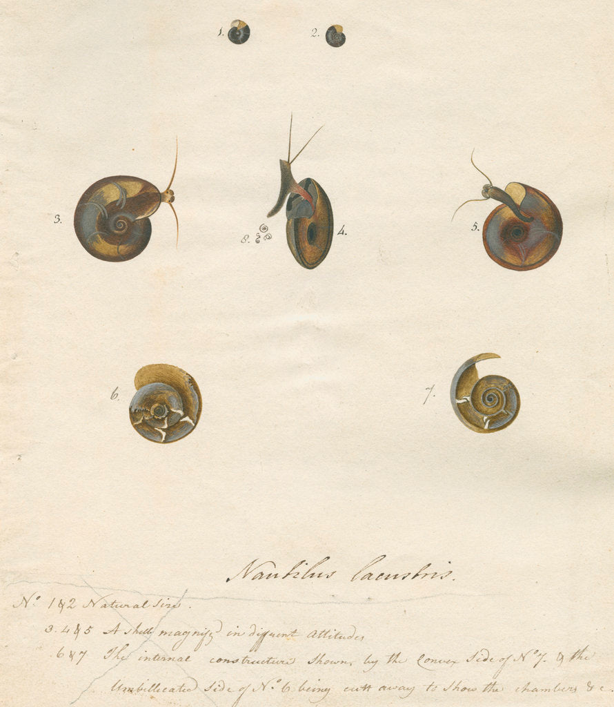 Detail of 'Nautilus lacustris' by John Agnew
