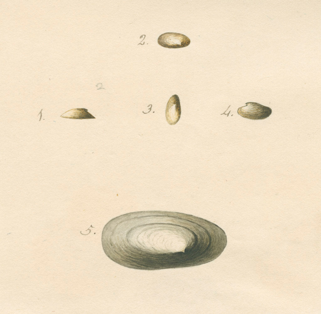 Detail of 'Patella oblonga' shell by John Agnew