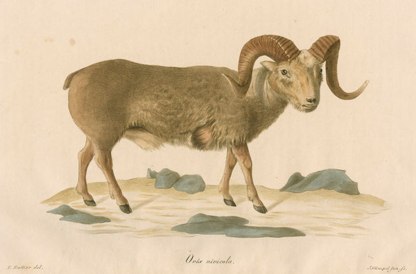 rs-9919_600x.jpg?v=1519036147