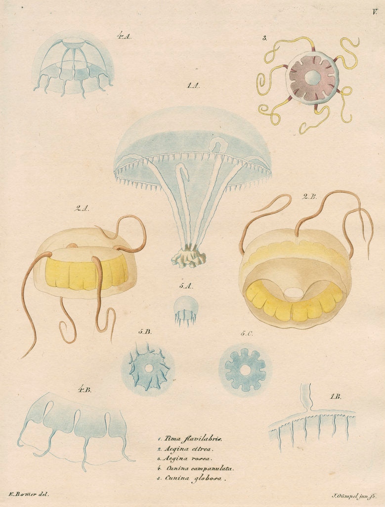 Detail of Five specimens of hydrozoa by J Gumpel junior