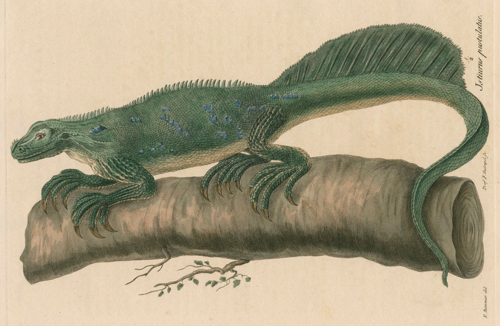 Detail of 'Istiurus pustulatus' [Philippine sailfin lizard] by Friedrich Guimpel