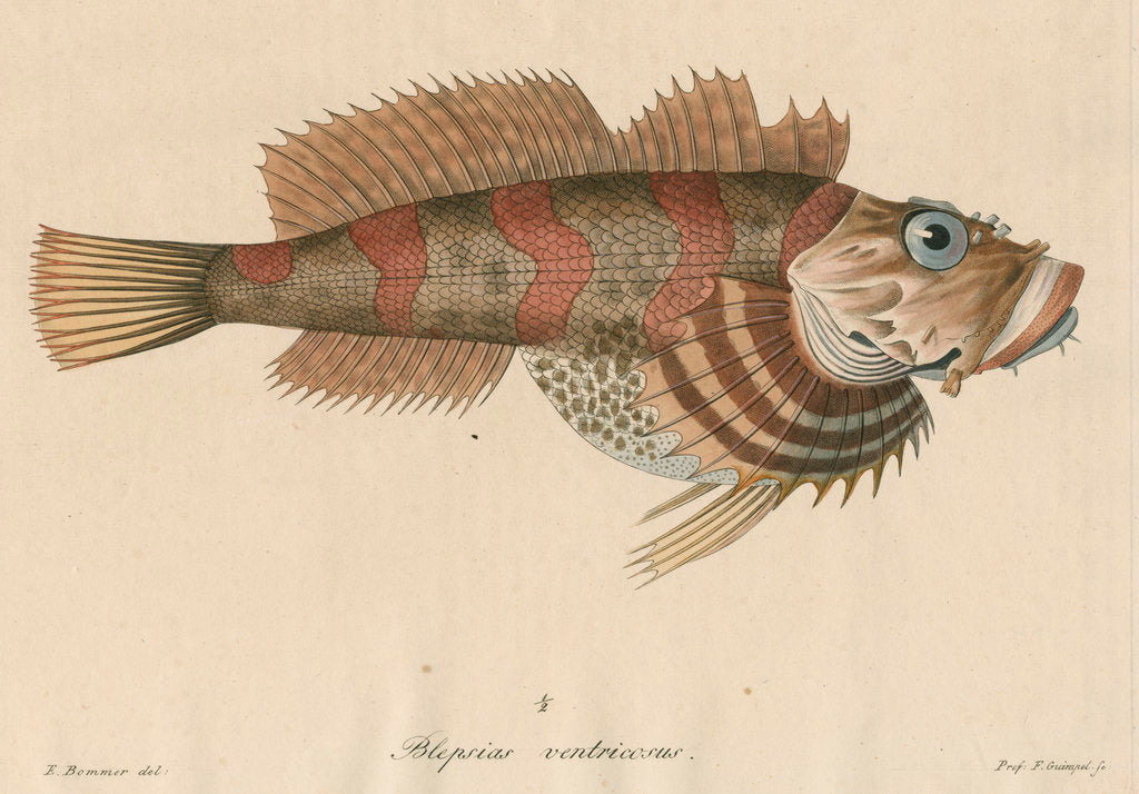 Detail of 'Blepsias ventricosus' [Red Irish Lord fish] by Friedrich Guimpel
