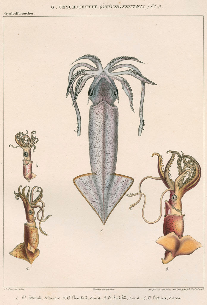 Detail of Studies of four varieties of squid by Benard