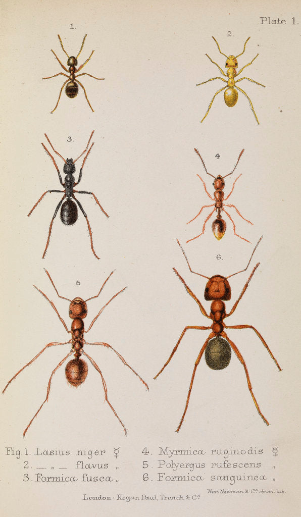Detail of Six species of ant Six species of ant by West