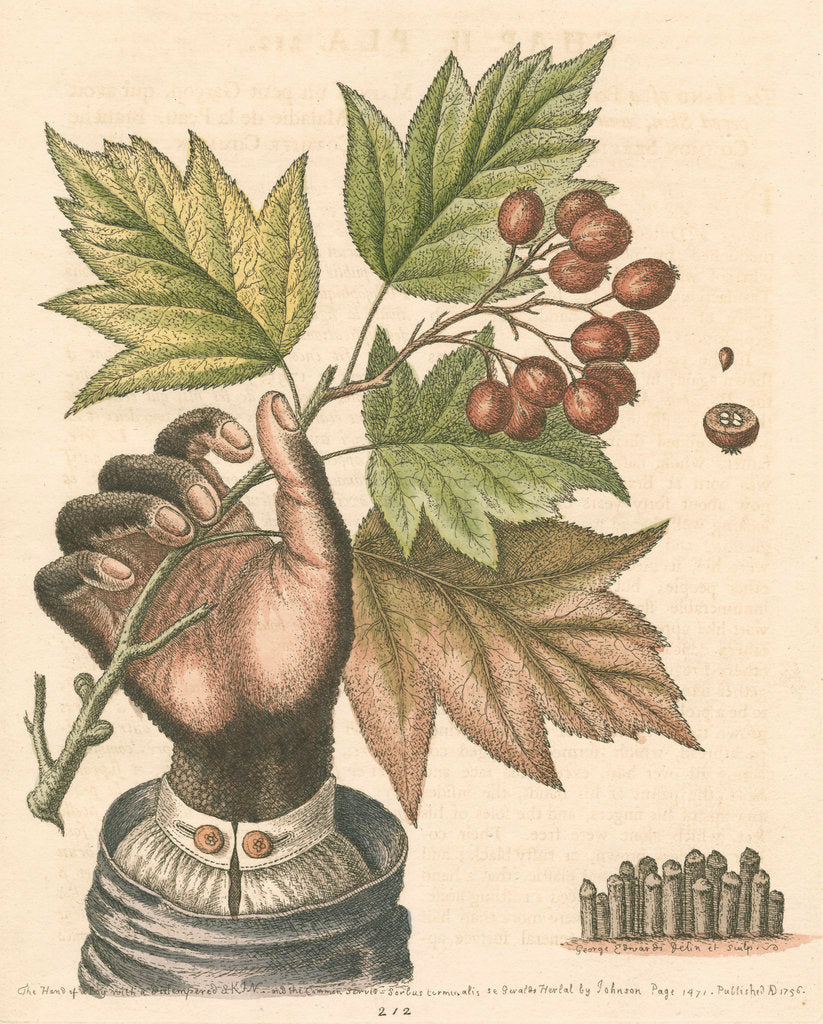 Detail of 'The hand of a boy with a distempered skin, and a branch of the common Service Tree' by George Edwards