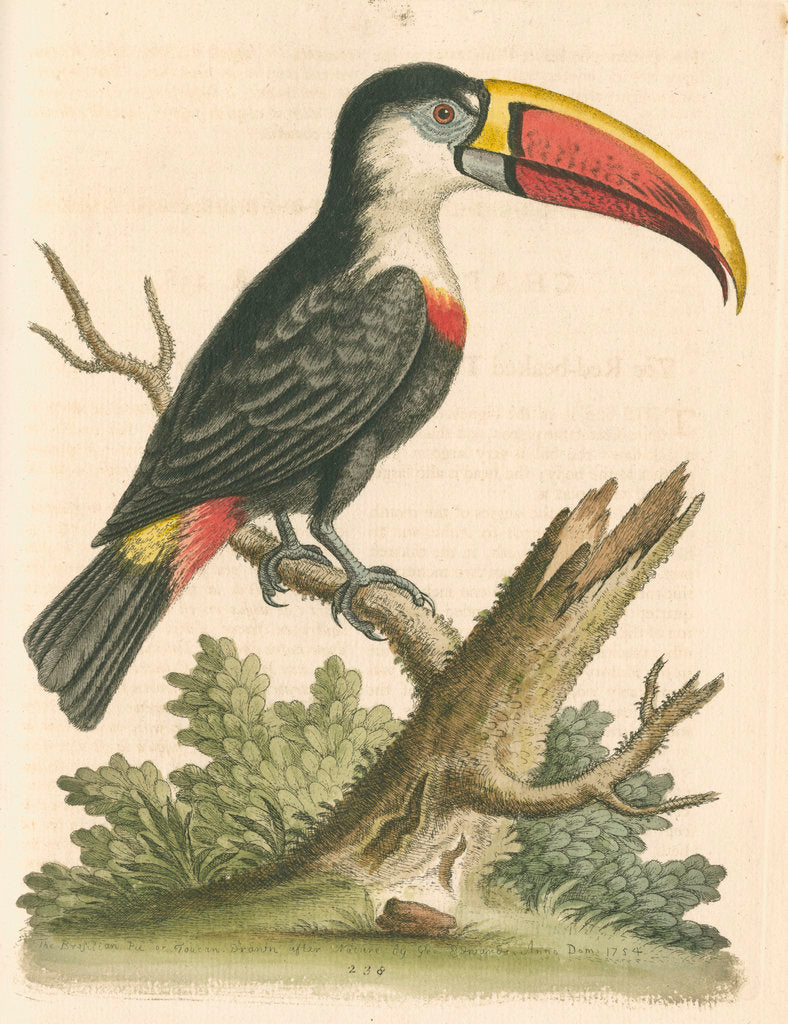 Detail of 'The Red-beaked Toucan' by George Edwards